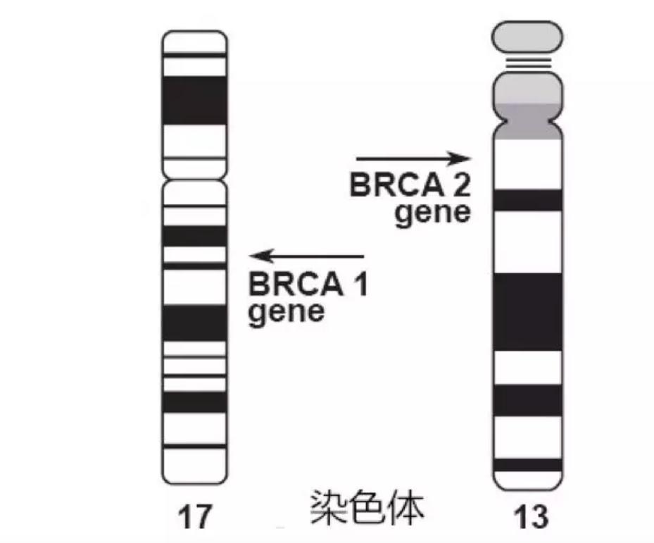 乳腺癌BRCA1、BRCA2基因全外顯子檢測